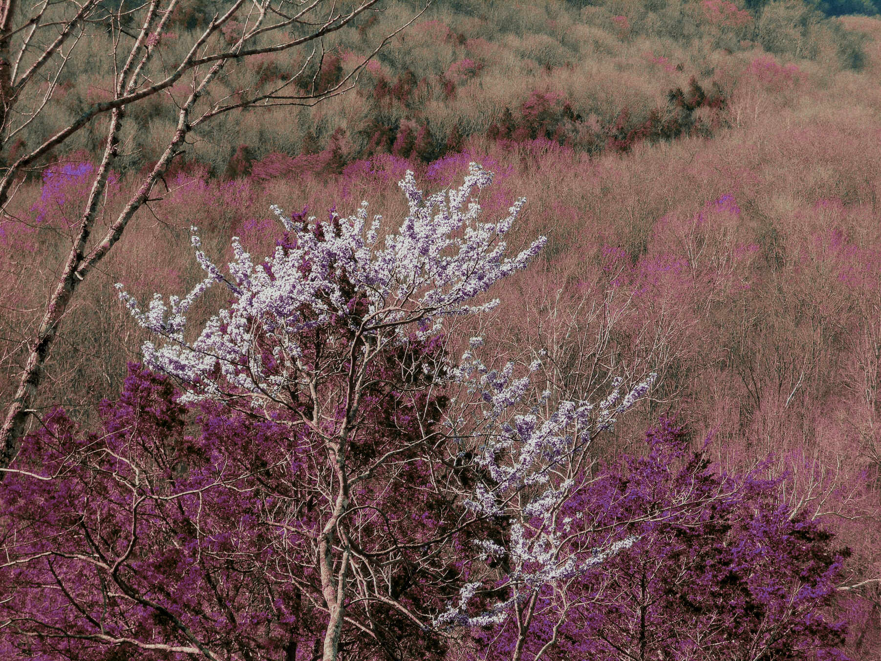 Lomochrome purple photograph