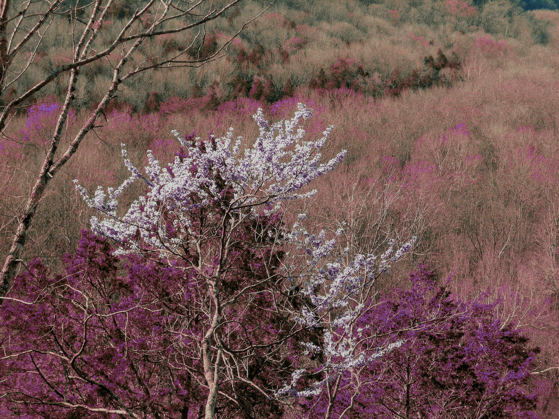 Lomochrome purple photograph