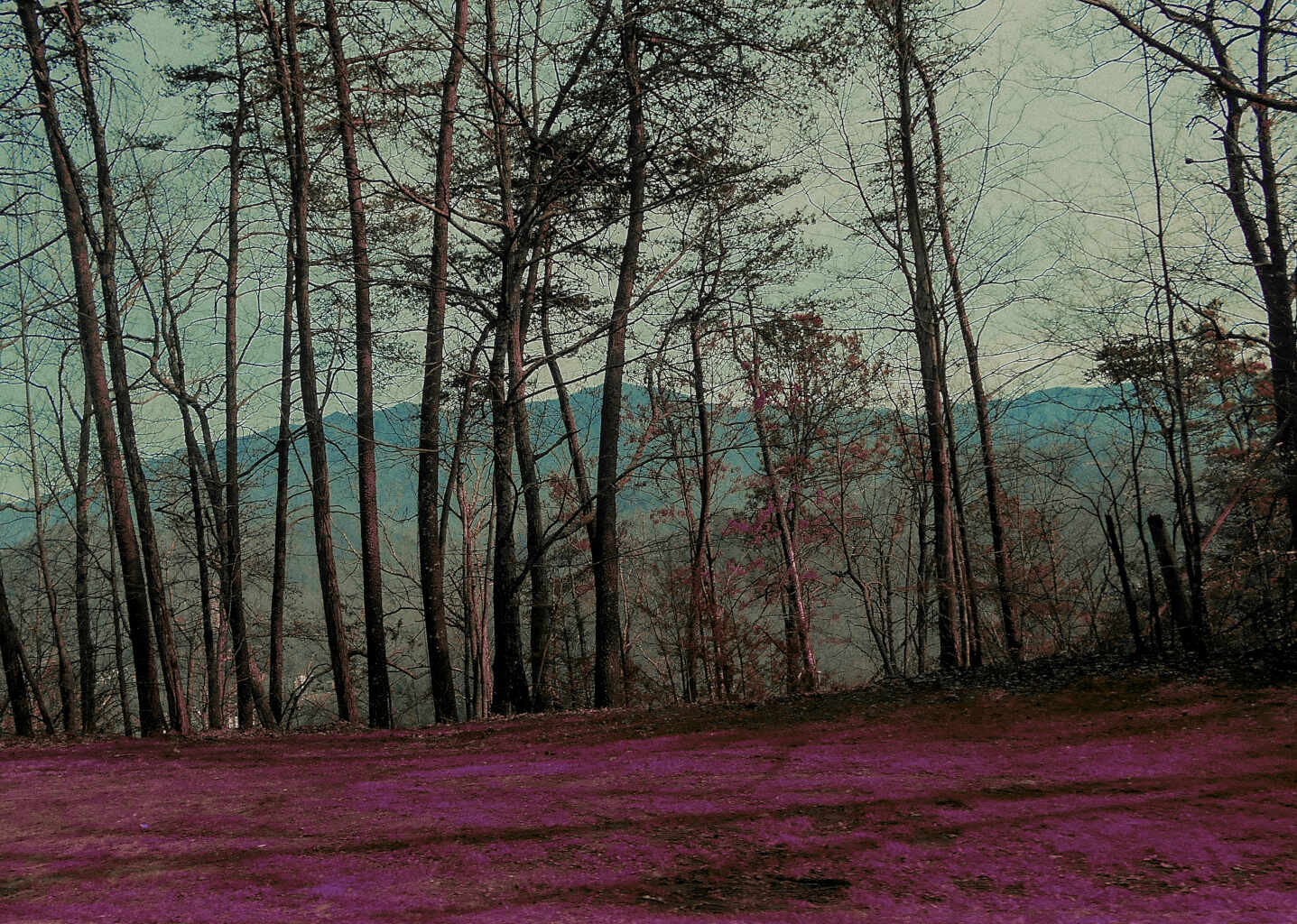 Lomochrome purple photograph